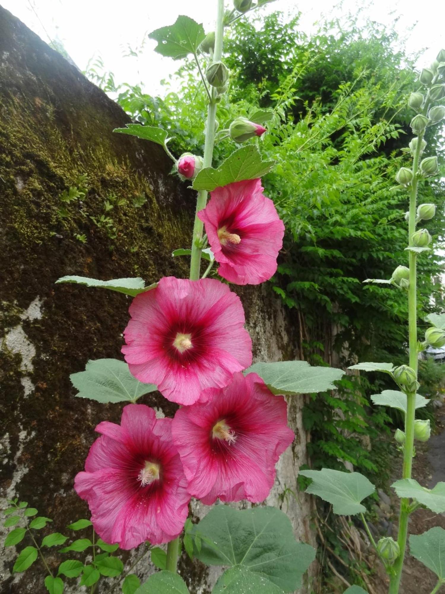 Le Pelerine Villa Sauveterre-de-Bearn Dış mekan fotoğraf